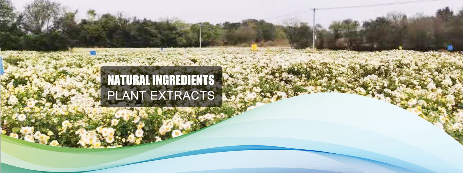 China best Chrysanthemum Extract Powder on sales