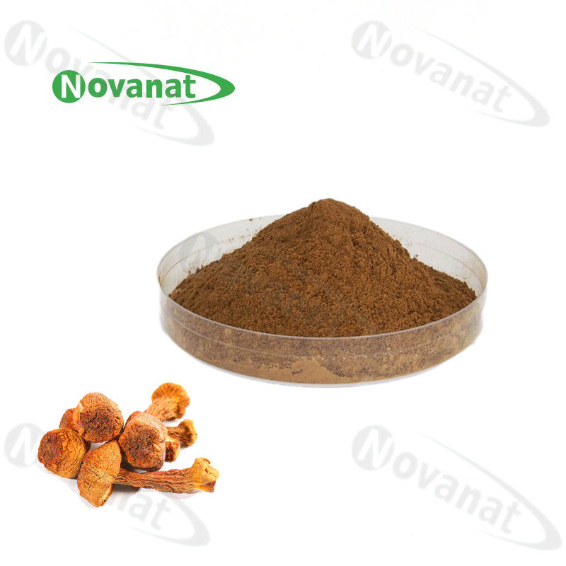Agaricus Blazei Herbal Extract Powder 40% Polysaccharides Allergen Free